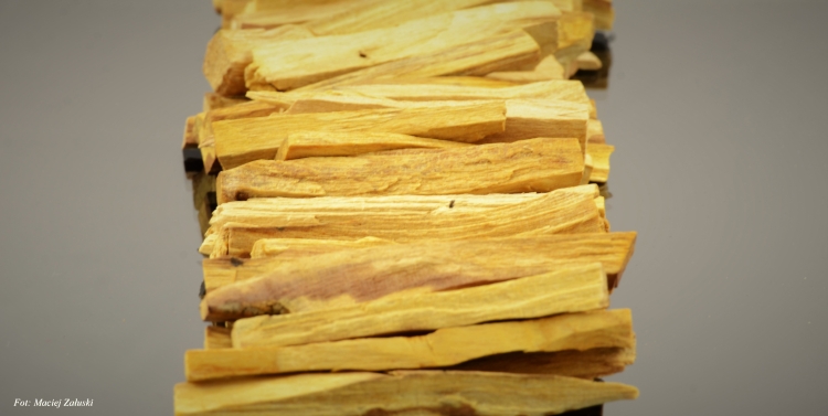 Palo Santo Święte Drzewo Holly Wood. Kadzidło prosto z Peru. Fot. Maciej Załuski 