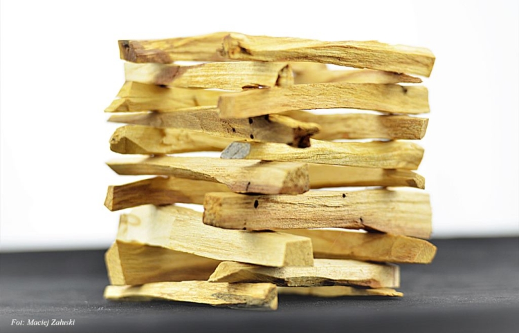 Palo-Santo.pl 500 gram Drewno Palo Santo Święte Drzewo Holly Wood prosto z Peru. Fot. Maciej Załuski 