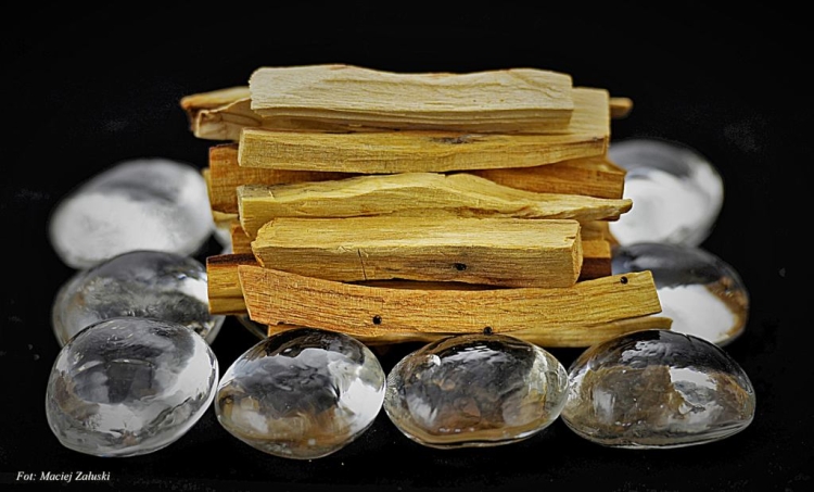 Palo-Santo.pl Święte drzewo. Palo Santo Polska Fot. Maciej Załuski 